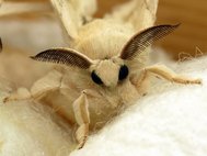 Бабочка домашнего шелкопряда (Bombyx mori)