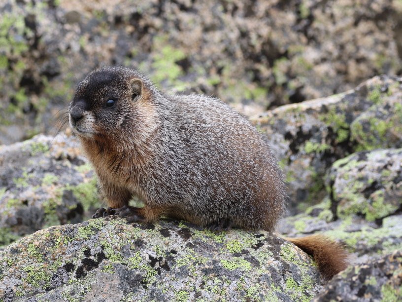 Marmot Biology