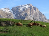7 тысяч лет назад в предгорье и степной зоне Северного Кавказ люди пили овечье молоко