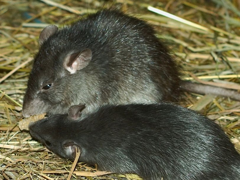 Черные (корабельные) крысы (лат. Rattus rattus)
