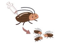 Ученые испытали технологию DIPA-CRISPR на тараканах