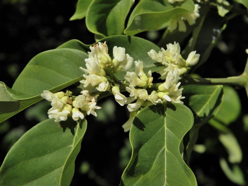 Дальбергия (Dalbergia ecastaphyllum)