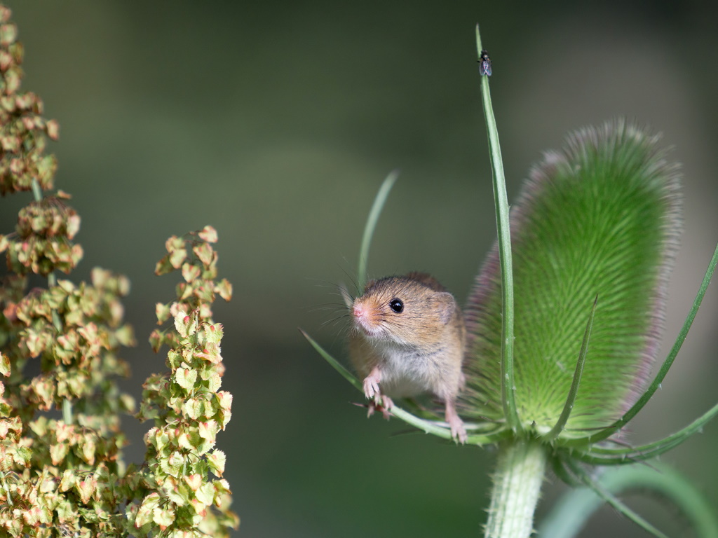 Мышь-малютка (лат. Micromys minutus) — самый мелкий из грызунов в Европе и одно из самых мелких млекопитающих на Земле