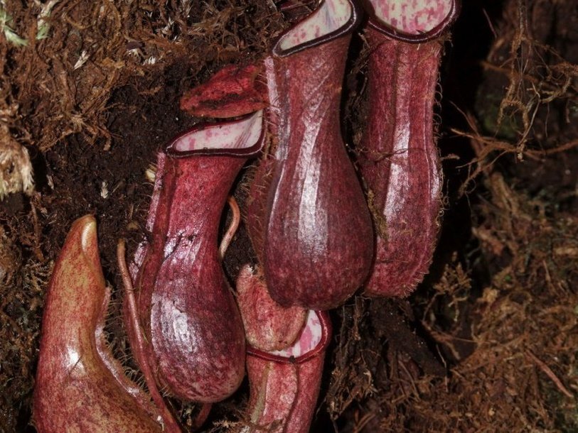 Nepenthes pudica