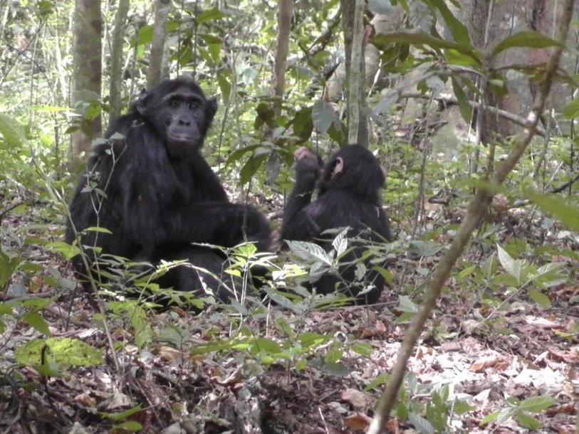 Шимпанзе из группы Вайбира