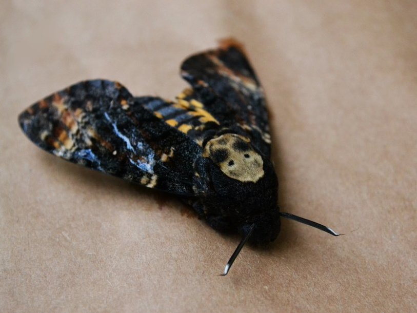 Acherontia atropos