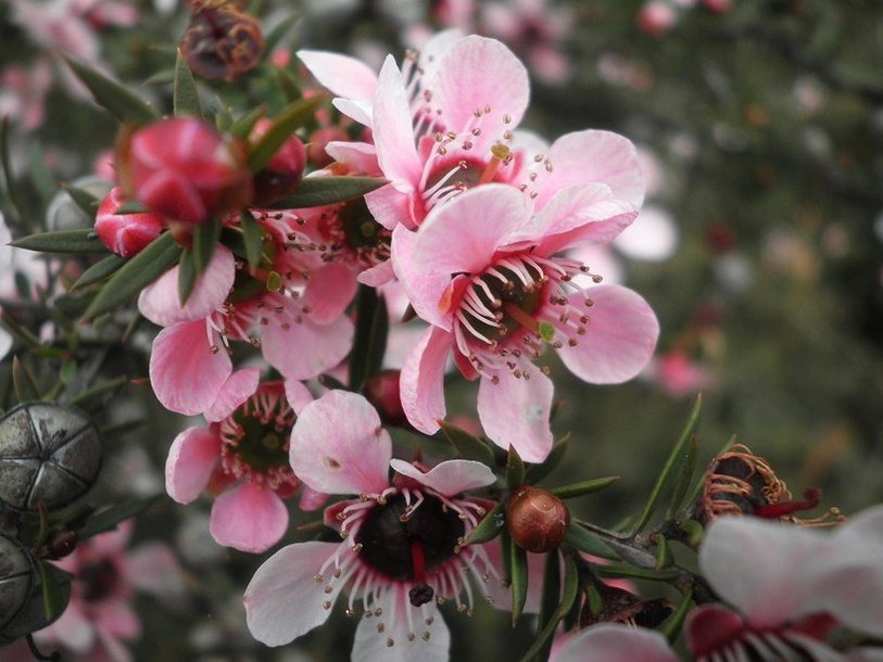 Цветы Leptospermum scoparium