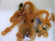 Callistoctopus xiaohongxu