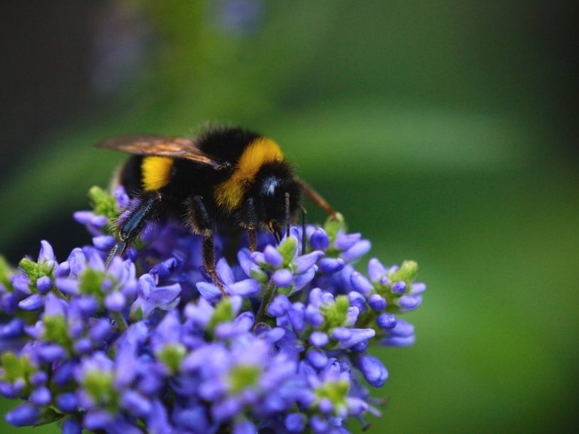 Земляной шмель (Bombus terrestris)