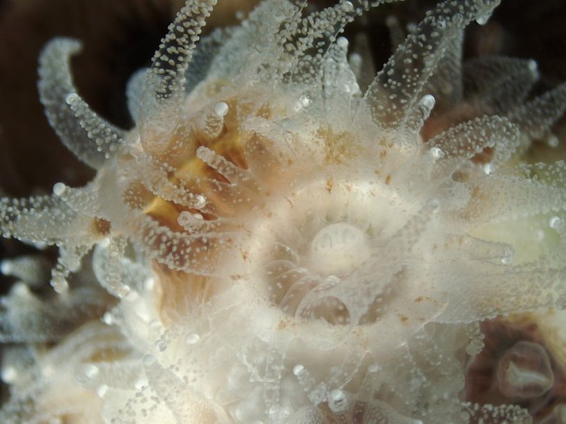Северный звездчатый коралл (Astrangia poculata)