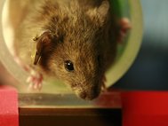 Ученые провели эксперимент на мышах