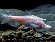 Sinocyclocheilus longicornus