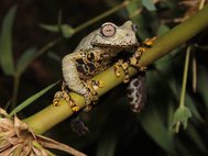 Hyloscirtus tolkieni