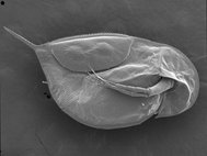 Эфиппиальная самка Daphnia arabica, данные растровой электронной микроскопии
