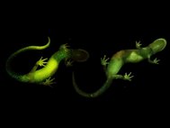 Светящиеся саламандры Plethodon metcalfi. Самец (слева) и самка