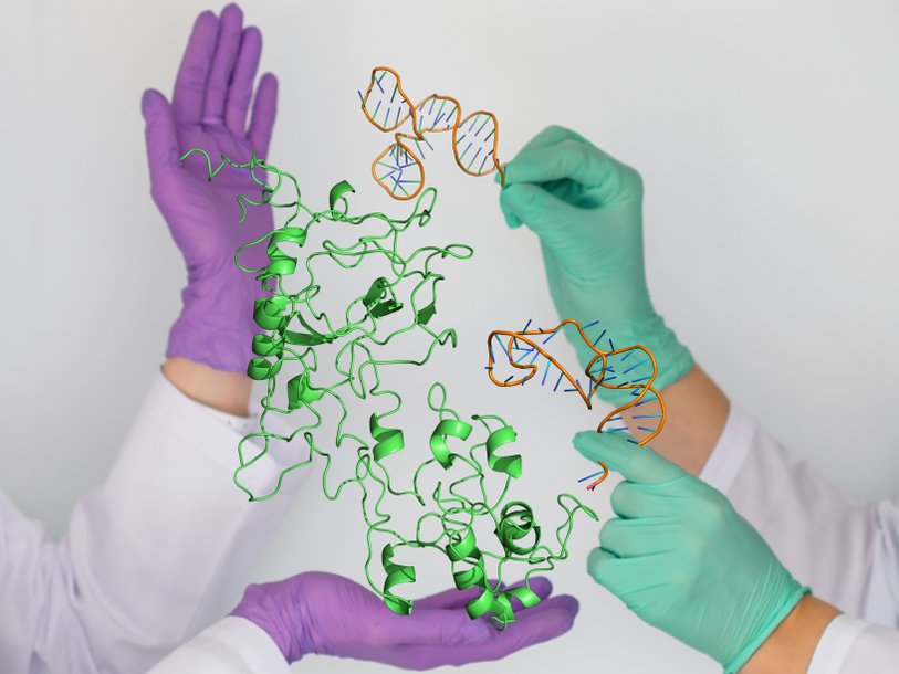 Модель соединения аптамеров с N-белком коронавируса