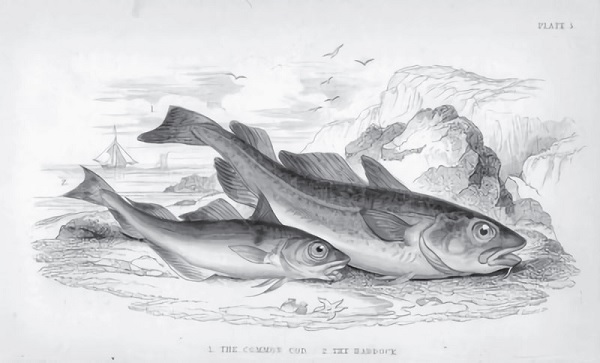 Треска. Биография рыбы, которая изменила мир