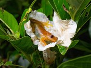 Ромбоглазая квакша (Xenohyla truncata)