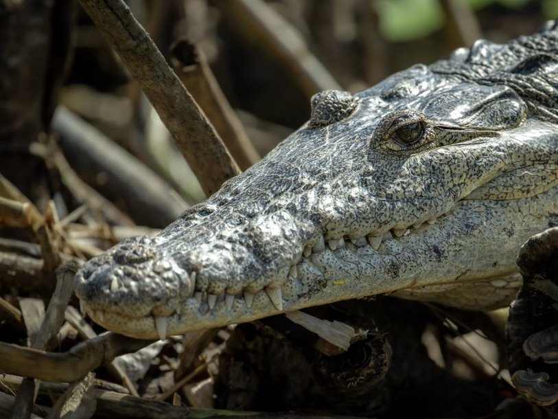 Острорылый крокодил (Crocodylus acutus)
