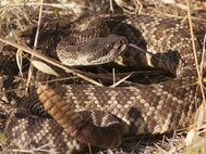 Crotalus oreganus helleri