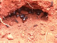 Медовые муравьи Camponotus inflatus