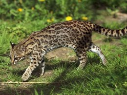 Leopardus tigrinus