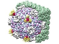 Капсид циповируса (белый и фиолетовый цвета), встроенный в оболочку из белка полиэдрина (зеленый цвет). Белки, играющие ключевую роль при встраивании, показаны красным и желтым цветами