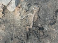 Скелет из Тавшанлы-Хёйюк
