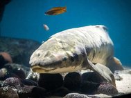 Мафусаил считается старейшей из ныне живущих аквариумных рыб в мире