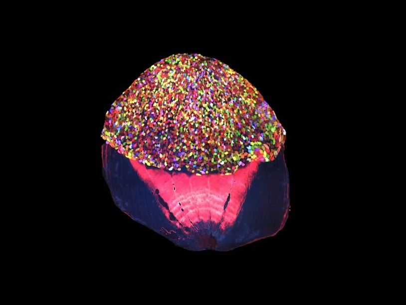 Ученые раскрасили кожу рыбы во все цвета радуги