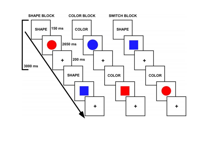 Двуязычные пожилые люди используют свой мозг эффективнее