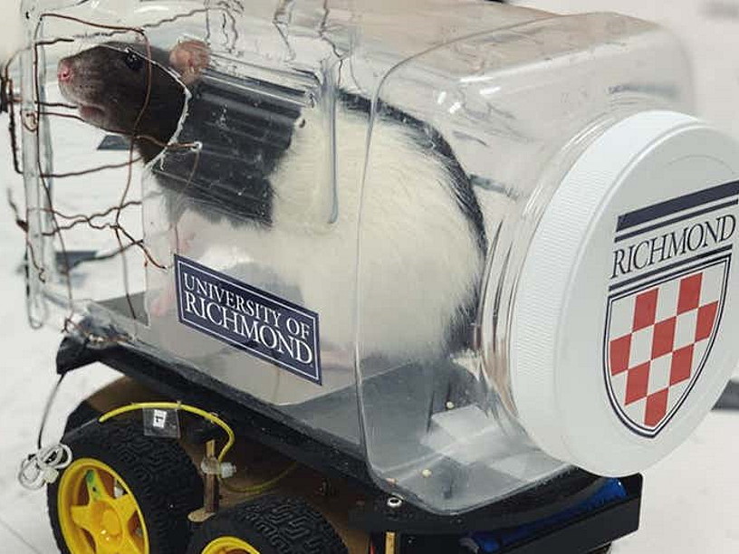 Лабораторные крысы научились автовождению