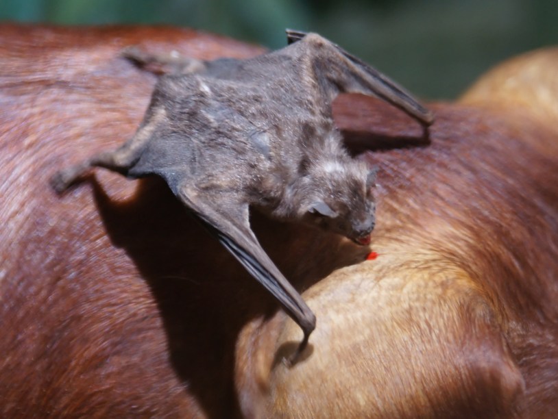 В Бразилии изучили помет вампиров