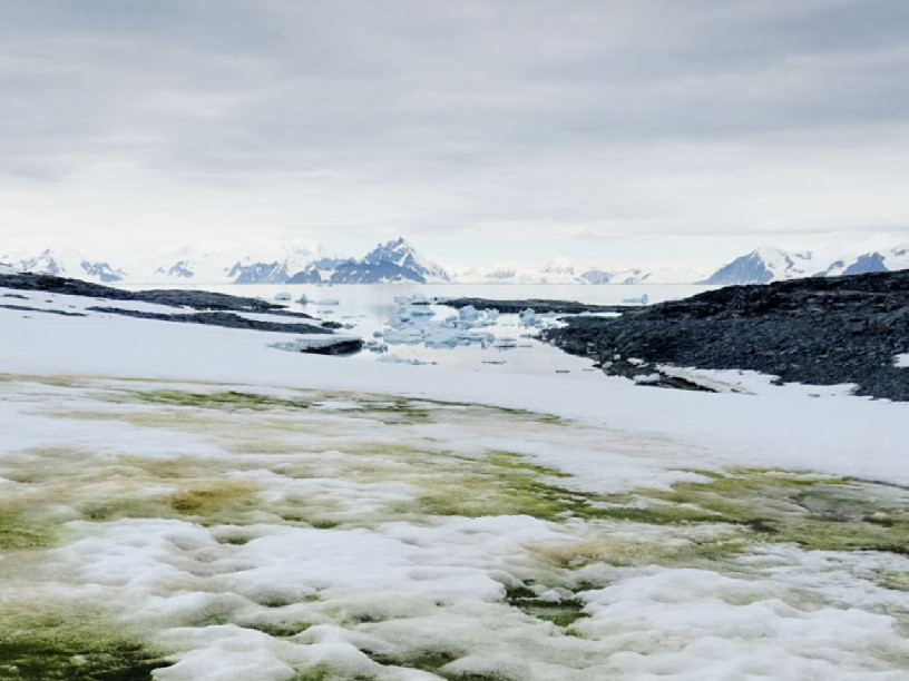 Составлена карта водорослей в снегах Антарктиды