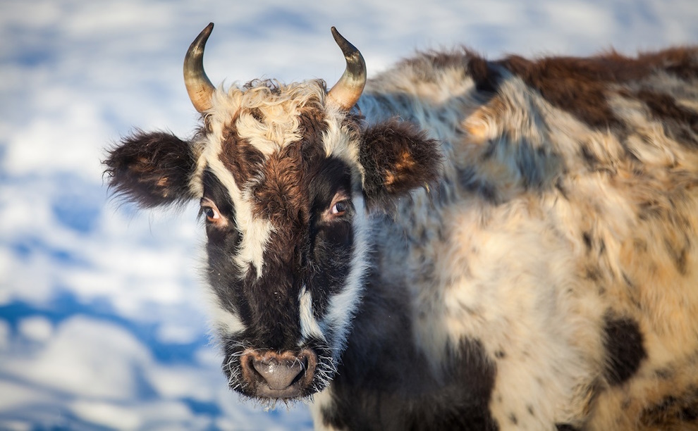 Уникальные качества якутских коров