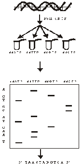 Бум расшифровки геномов