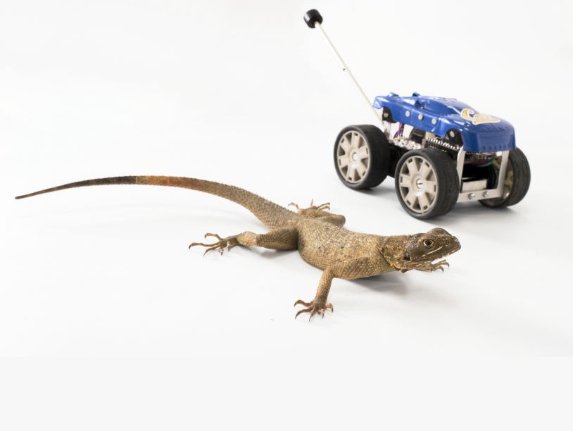 Хвостатый радиоуправляемый робот Dima показал чудеса устойчивости