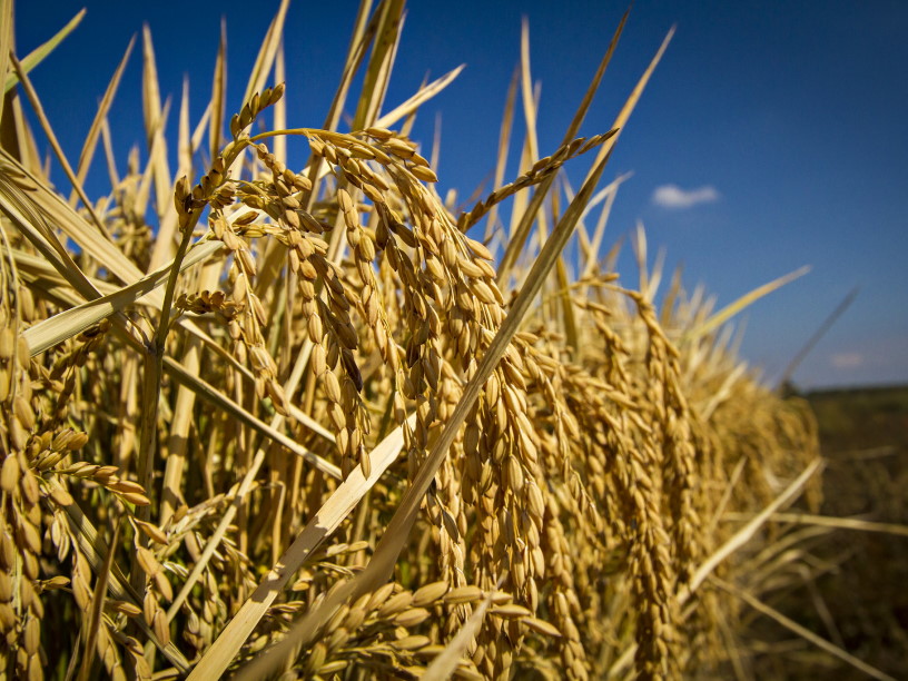 С бактериями — вредителями растений будут бороться на молекулярном уровне