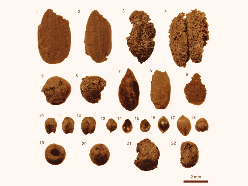 В Средней Азии ели рис более 1700 лет назад