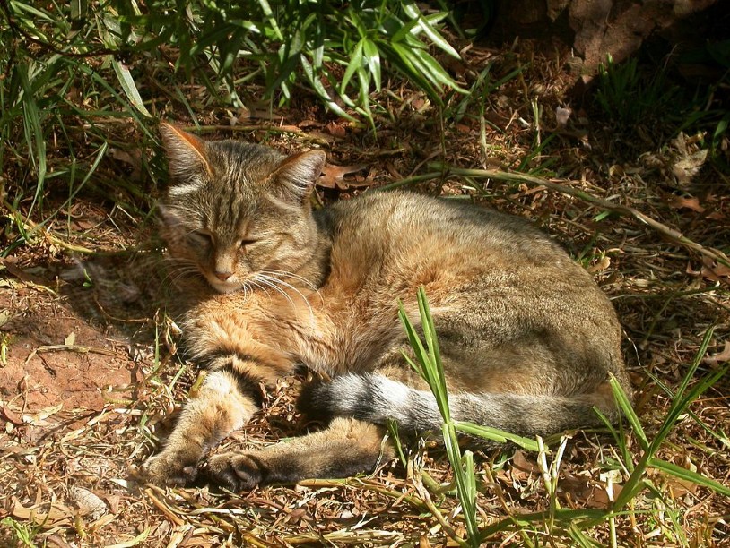 Кошки анатолийские и египетские