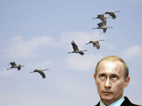 Путин исполнит роль самки для журавлей