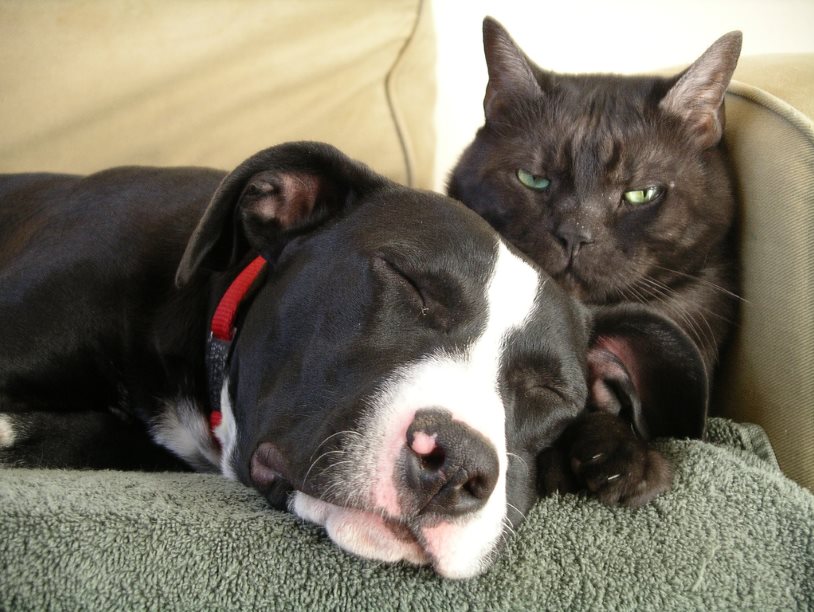 Собаки превзошли кошек по количеству нейронов мозга