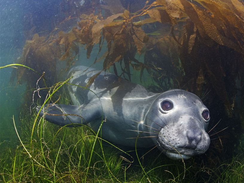 Самки морского слона способны спать чуть более часа в сутки