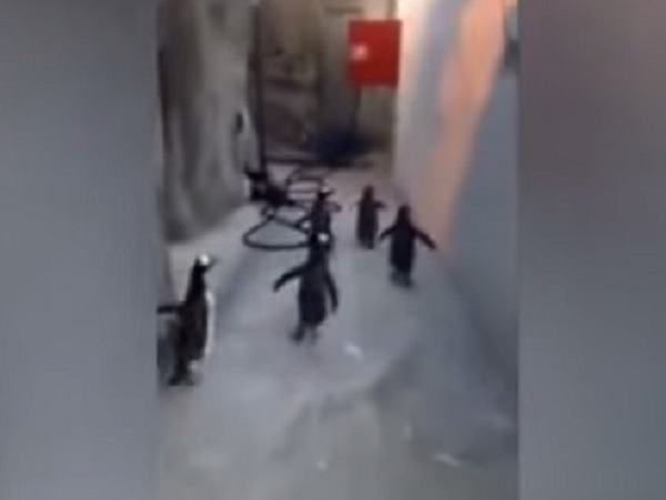 Видео дня. Пингвины устроили массовый побег из зоопарка в Дании