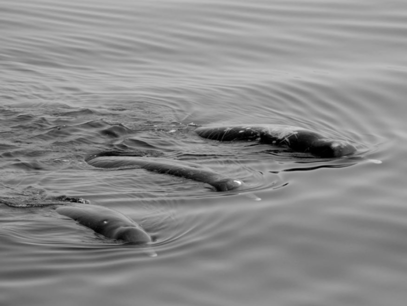 Неизвестный ранее вид кита живет в Охотском море