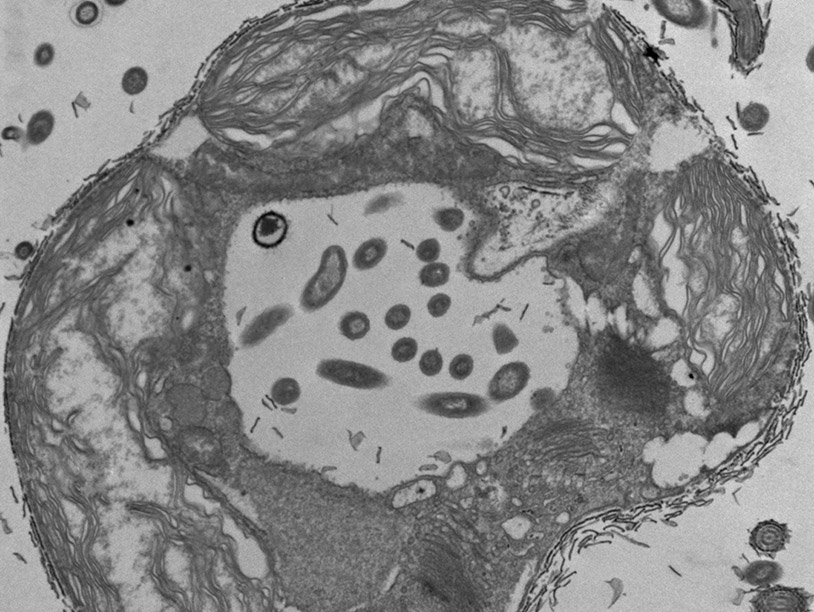 Зеленую водоросль застали за поеданием бактерий
