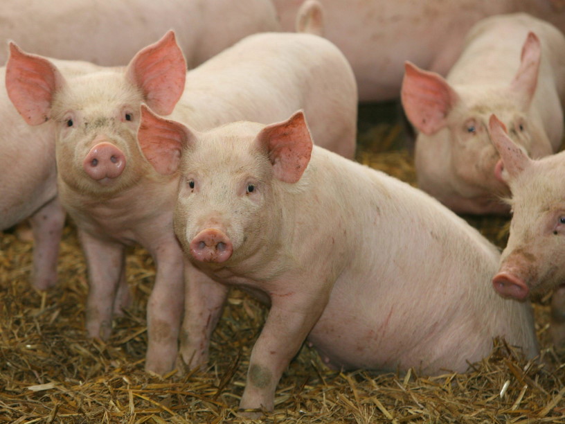 Ученые прогнозируют гибель четверти мирового поголовья свиней