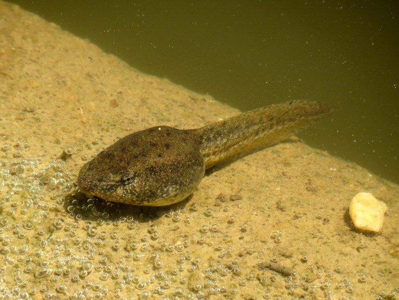 Головастики помогают измерить радиоактивное загрязнение воды