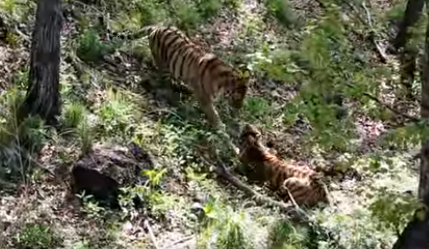 Видео дня. Свидание тигра Амура