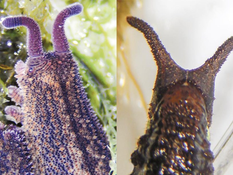 Эквадорские гусеницы притворяются онихофорами